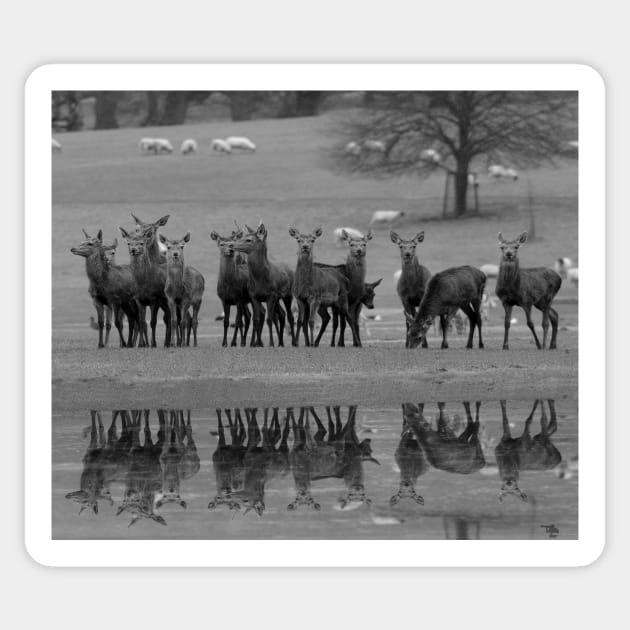 red deer by the water Sticker by Simon-dell